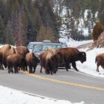 Yellowstone Winter Wildlife Safari From Paradise Valley - Who Should Consider This Tour?