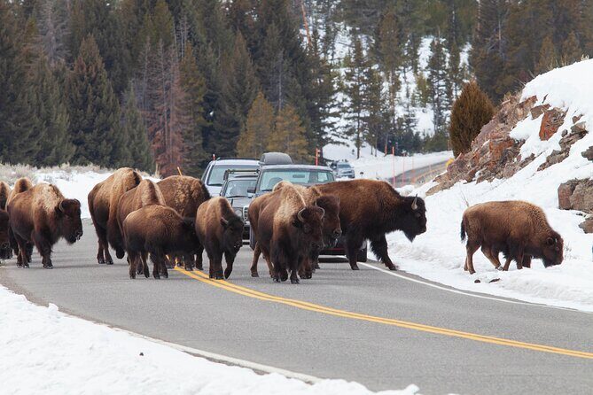 Yellowstone Winter Wildlife Safari From Paradise Valley - Who Should Consider This Tour?