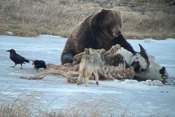 Yellowstone Winter Wildlife with Snowshoeing VIP Experience - Final Thoughts