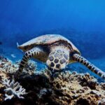 03 Days Sri Lanka Tour - Wild Life Hotspots - Who Will Love This Tour?