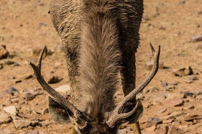 05 Days - Private Luxury Golden Triangle Tour with Ranthambore - Final Thoughts