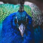 08 Days Sri Lanka Tour - Wonder of Asia - Practical Tips & Insights