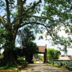 1-day Discover Duong Lam Ancient Village and the rural life of Hanoi - Why Travelers Rave Inside the Experience