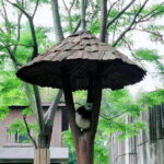 1-Day Dujiangyan Self-Guided Tour: Panda Volunteer and Water Irrigation System - Practical Tips for Travelers
