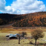 1-Day Shangri-La Private Tour: Potatso National Park and Baiji Temple - What Travelers Are Saying