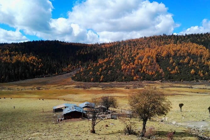 1-Day Shangri-La Private Tour: Potatso National Park and Baiji Temple - What Travelers Are Saying