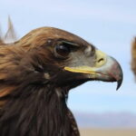 1 Day Tour: Terelj National Park And Chinggis Statue - Who Should Consider This Tour?