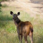 10 Days Private Tour of Wildlife in National Parks with Delhi, Agra & Jaipur - Jaipur: Forts, Palaces, and Cultural Flairs