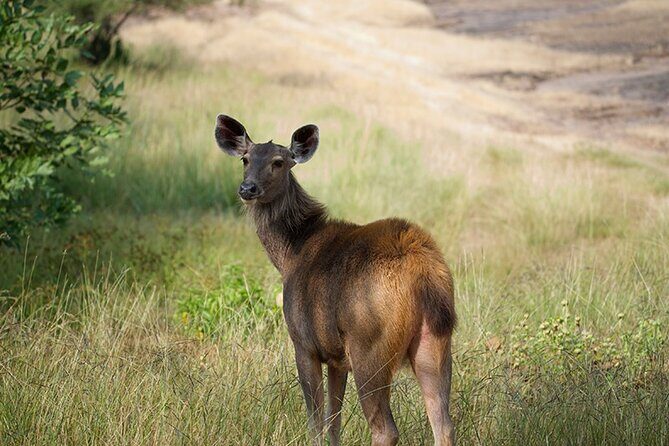 10 Days Private Tour of Wildlife in National Parks with Delhi, Agra & Jaipur - Jaipur: Forts, Palaces, and Cultural Flairs