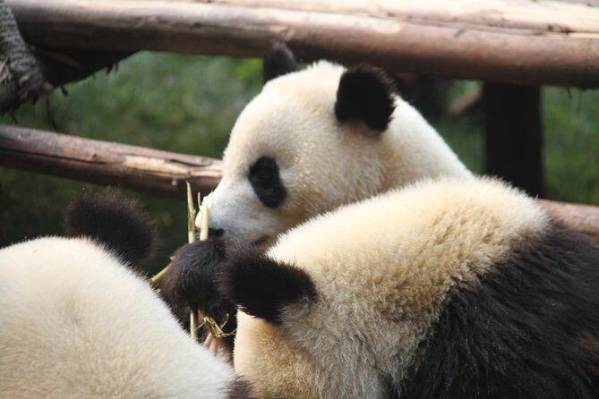 12-Day Private tour to Chengdu, Chongqing,Yangtze River, Zhangjiajie & Beijing - Analyzing the Value and Experience