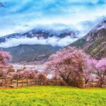 13 Day Nyingchi Peach Blossom Festival Tour - Final Thoughts