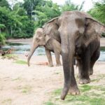 2 day 1 night Elephant World Kanchanaburi from Bangkok - Value and Cost Analysis