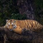 2-Day Jaipur, Jhalana Leopard & Sariska Tiger Safari - The Sum Up