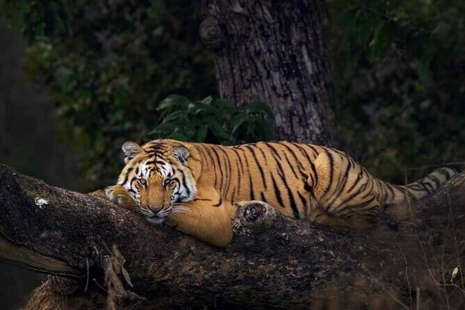 2-Day Jaipur, Jhalana Leopard & Sariska Tiger Safari - The Sum Up