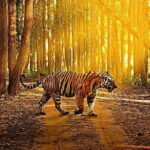 2-Day Private Luxury Jaipur Trip from Delhi - Day 1: Jaipur’s Royal Roots and City Sights