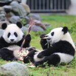 2-Day Private Tour to Chengdu City Highlights+Leshan Buddha from Shanghai by Air - Things to Keep in Mind