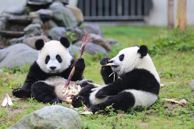 2-Day Private Tour to Chengdu City Highlights+Leshan Buddha from Shanghai by Air - Things to Keep in Mind