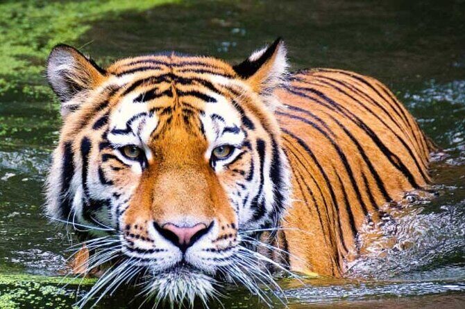 2-day Tajmahal & Fort tour with Tiger Safari from Bangalore - Authentic Insights from Reviews