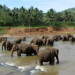 2 Days 1 Night Elephant and Nam Pouy National Tour - Practical Considerations & Value