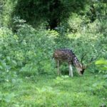 2 Days 1 Night Tour Of Parambikulam Nature Park - Final Thoughts: Is It Worth It?