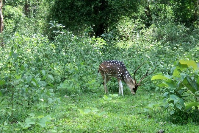 2 Days 1 Night Tour Of Parambikulam Nature Park - Final Thoughts: Is It Worth It?