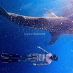 2 Days 1 Night Whale Shark Sharing - Who Will Love This Tour?