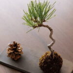 2 Days BONSAI Experience in Kagawa - The Practicalities: What to Expect
