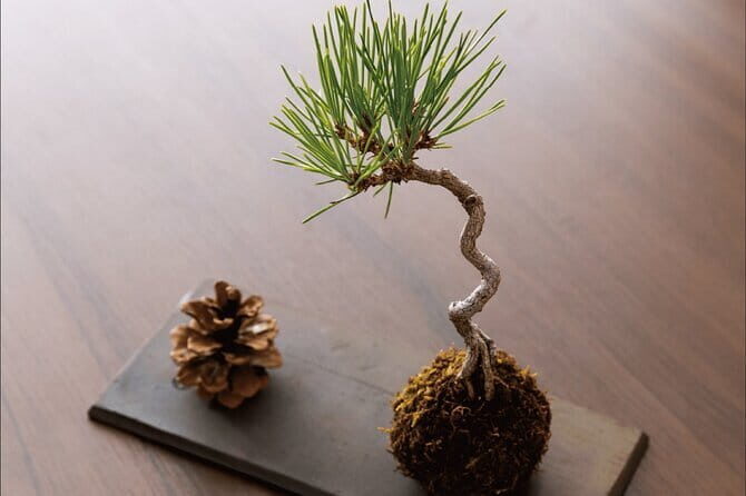 2 Days BONSAI Experience in Kagawa - The Practicalities: What to Expect