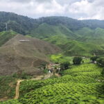 2 Days Cameron Highlands, Batu Caves & Kuala Selangor Fireflies Tour - Who Would Love This Tour?