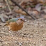 2 days Dalat bird watching tour - Exploring the Itinerary in Detail