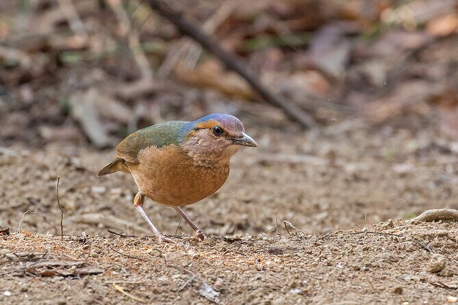 2 days Dalat bird watching tour - Exploring the Itinerary in Detail