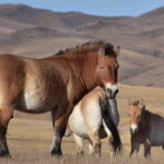 2 Days Hustai National Park and Nomadic homestay tour - Who Will Love This Tour?