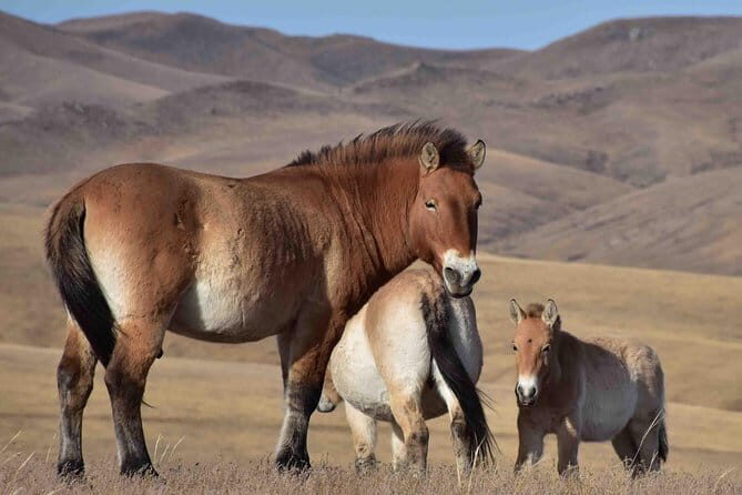 2 Days Hustai National Park and Nomadic homestay tour - Who Will Love This Tour?