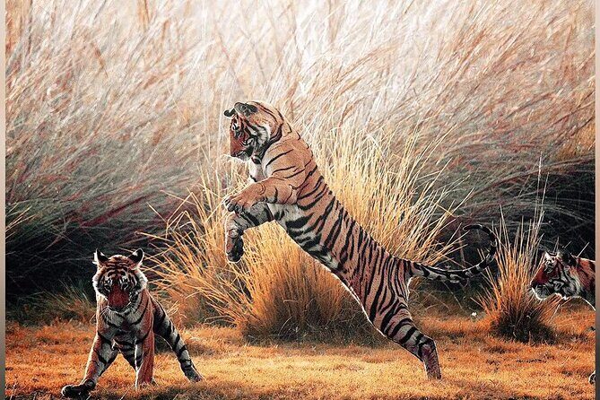 2 Days : Jhalana Leopards & Ranthambore Tiger Safari From Jaipur - The Experience: What It Feels Like
