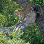 2 Days Tour to Udawalawe & Yala National Park From Negombo - Practical Tips for Travelers