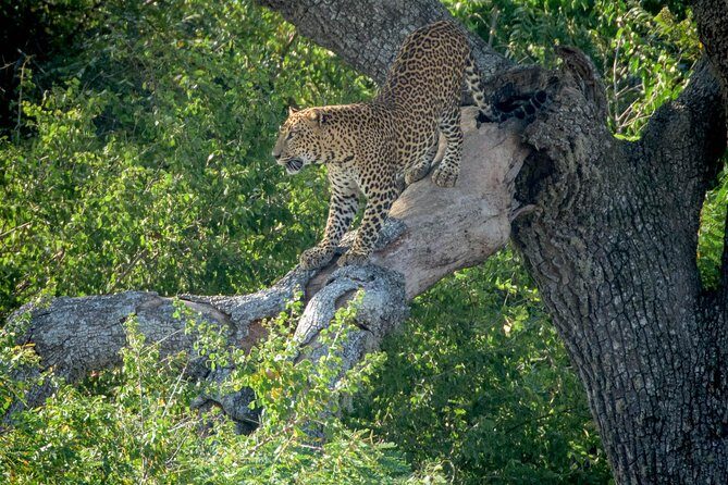 2 Days Tour to Udawalawe & Yala National Park From Negombo - Practical Tips for Travelers