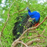 2 Days Tour to Yala & Kumana National Park From Colombo - Final Thoughts