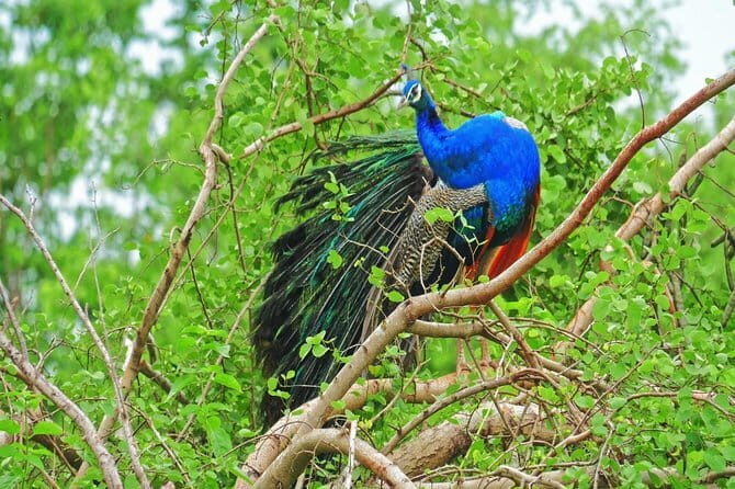 2 Days Tour to Yala & Kumana National Park From Colombo - Final Thoughts