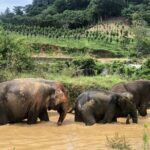 2 Hours Phuket Ethical Elephant Nature Park Visit - What the Reviews Say