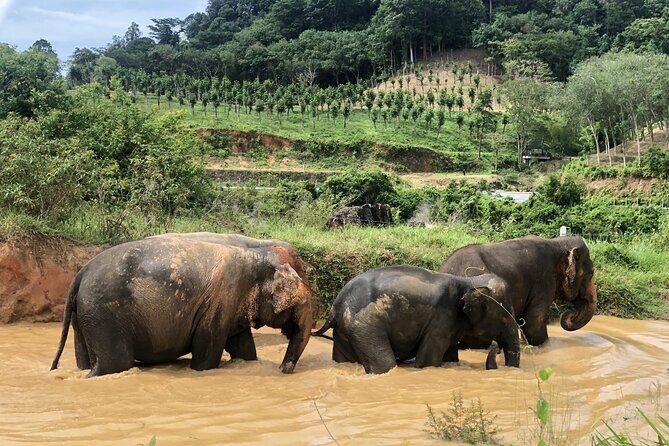 2 Hours Phuket Ethical Elephant Nature Park Visit - What the Reviews Say