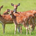 3-Day All Inclusive Luxury Mobile Camping in Wasgamuwa National Park - The Experience Breakdown