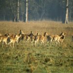 3 Day Chitwan Jungle exploration Tour from Pokhara - Day 2: Full Day of Wildlife Encounters
