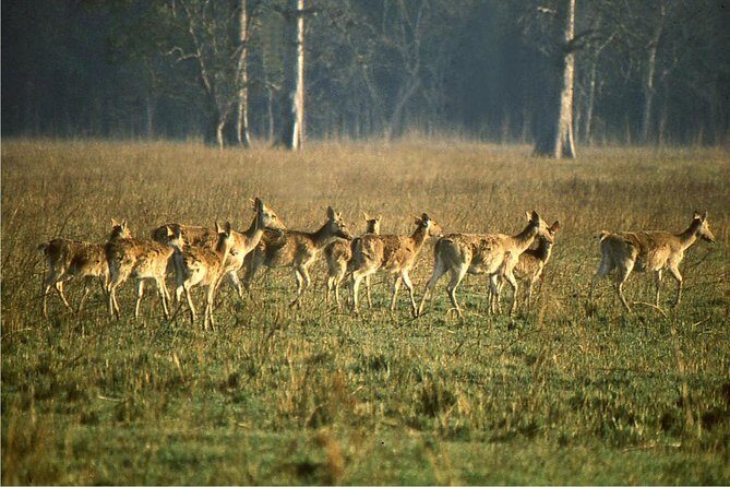 3 Day Chitwan Jungle exploration Tour from Pokhara - Day 2: Full Day of Wildlife Encounters
