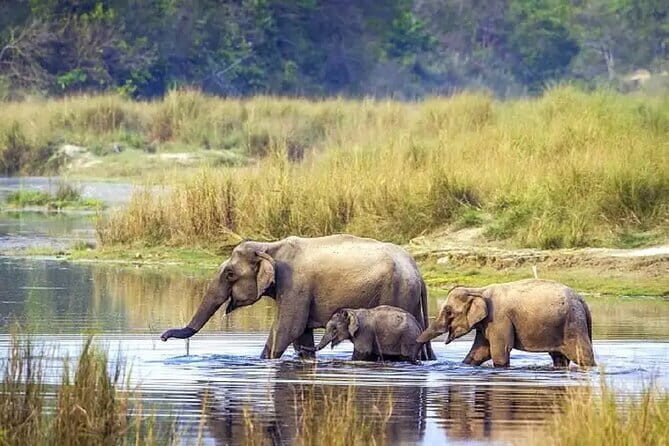 3-Day Chitwan Jungle Safari Adventure From Kathmandu - A Deep Dive into the 3-Day Chitwan Jungle Safari