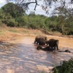 3-Day Private Guided Safari Tour in Yala National Park Sri Lanka - What’s Included & What to Consider