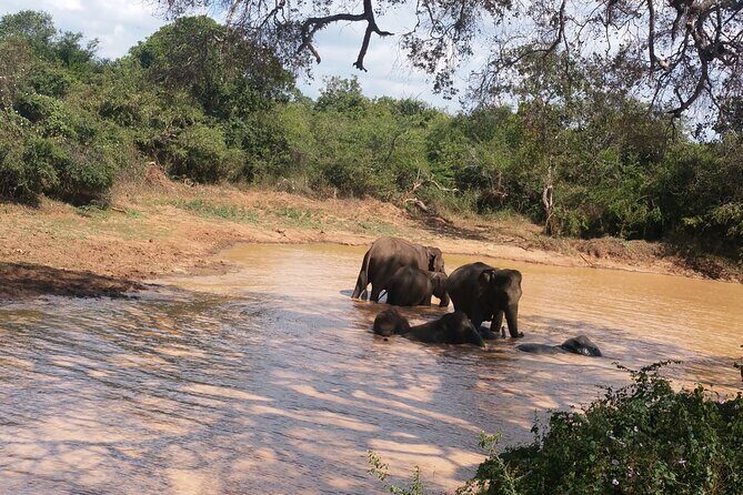 3-Day Private Guided Safari Tour in Yala National Park Sri Lanka - What’s Included & What to Consider