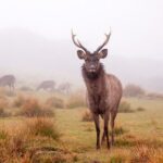 3 Days All Inclusive Kandy Nuwara-Eliya Tour From Colombo - Practicalities and Value