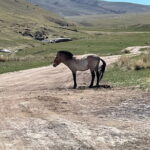 3 Days Guided Tour in Central Mongolia from Ulaanbaatar - Practical Details and Value