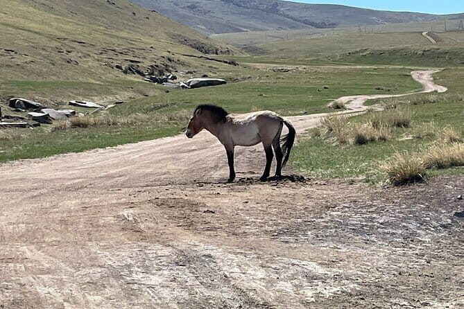 3 Days Guided Tour in Central Mongolia from Ulaanbaatar - Practical Details and Value