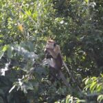 3 Hours Lagoon Tour to Monkey Island - An In-Depth Review of the Lagoon Tour to Monkey Island